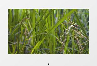 绿色大米爆料方法视频教程,轻松掌握视频爆料技巧  第1张